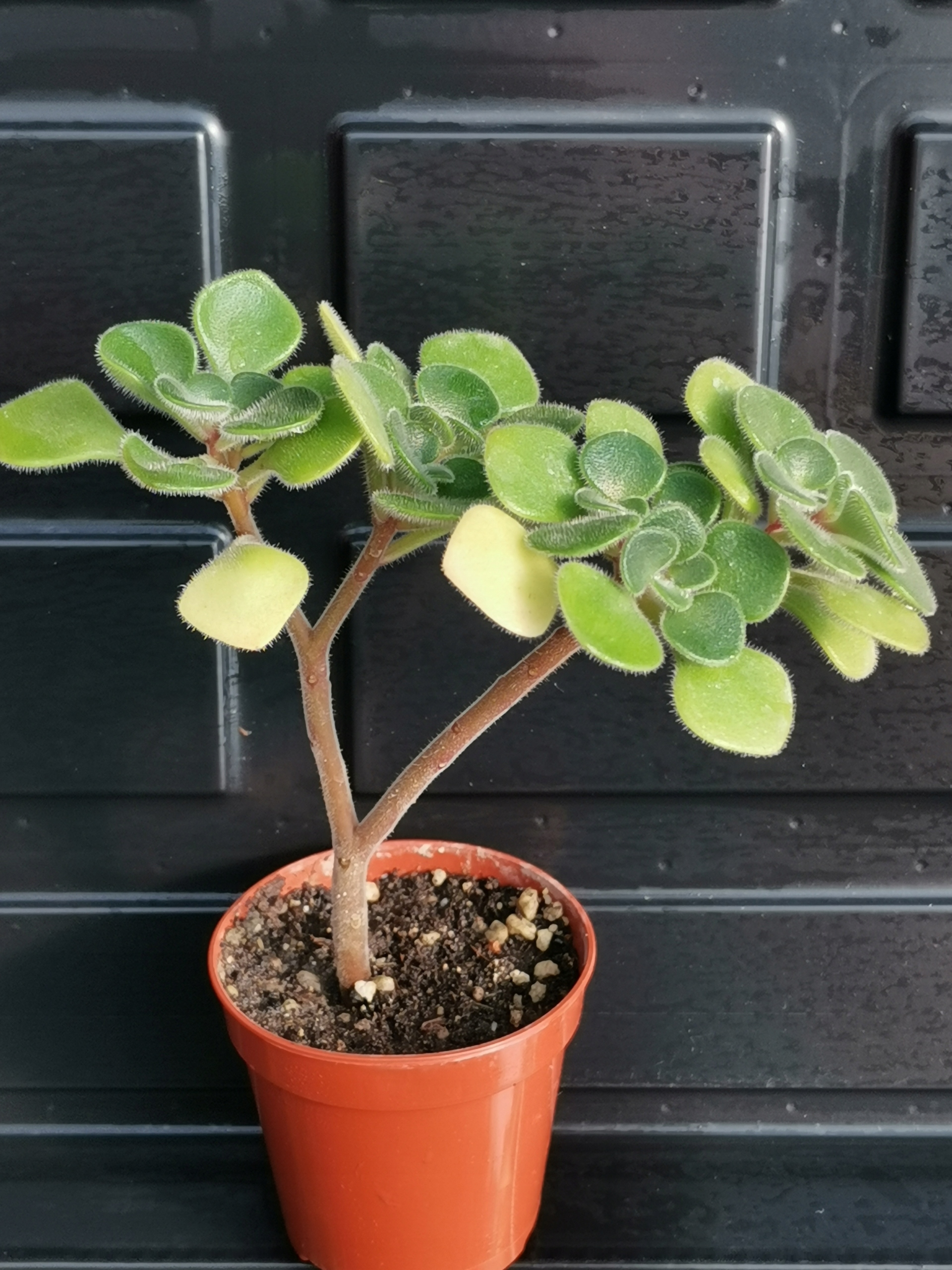 Aichryson Niska cena na Allegro.pl