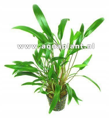 Cryptocoryne nevellii [sadzonka]