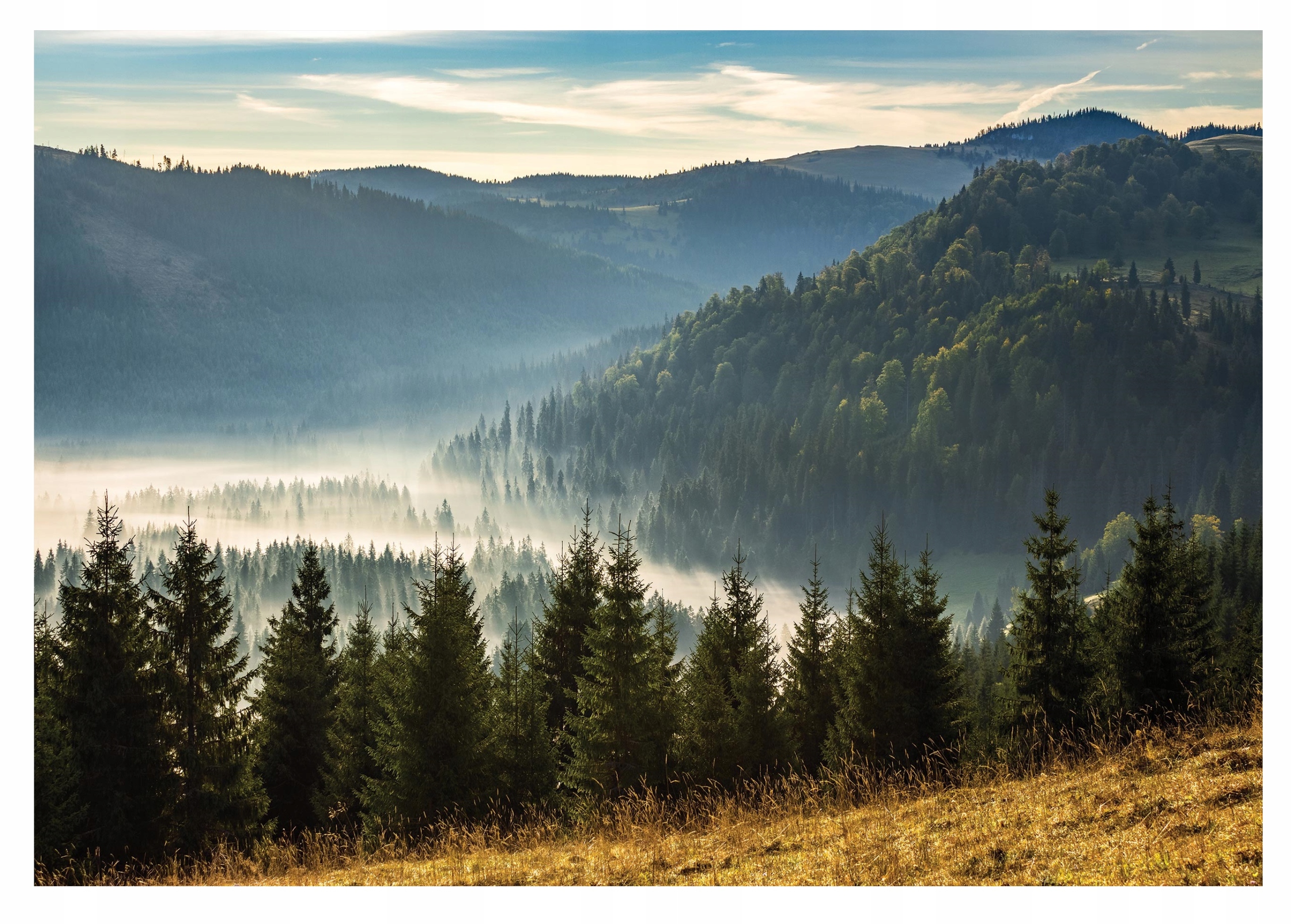 Fototapeta Horská Krajina Smrekový les 312x219