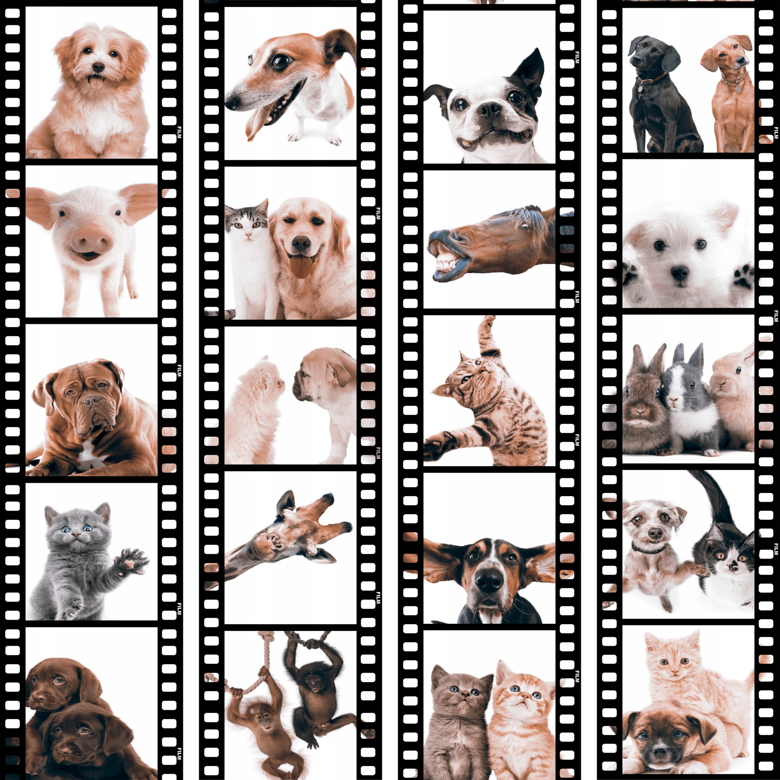 Samolepicí Tapeta Zvířata Film g-C-0026-j-b