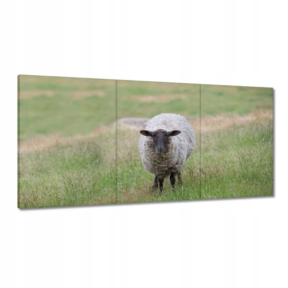 Obrazy 120x60 Past ovce Ovečky Ovce