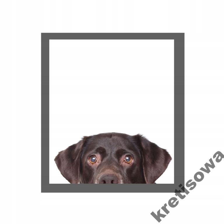 

Damska Owczarek Husky Sznaucer Spaniel Dog r6a