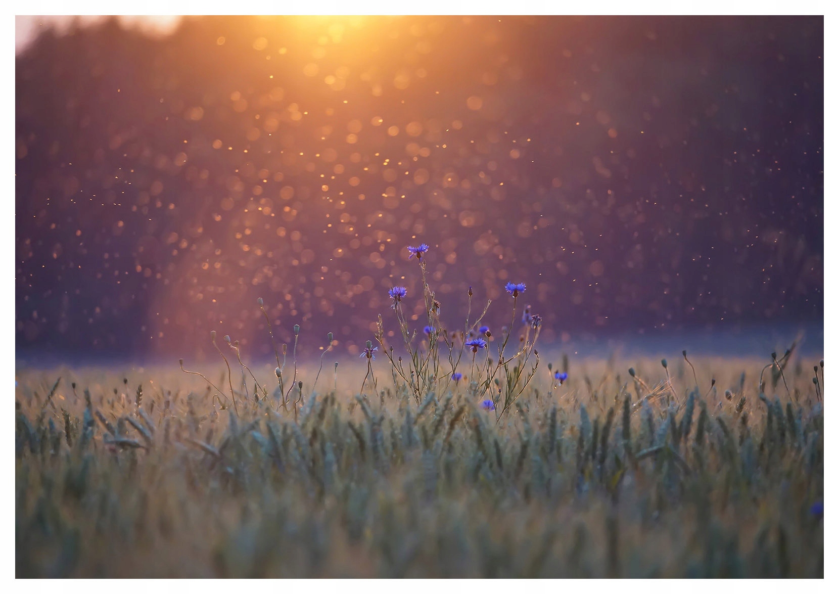 Fototapeta flizelina Pole pšenice a blavatků Provence léto 416x254 lepidlo
