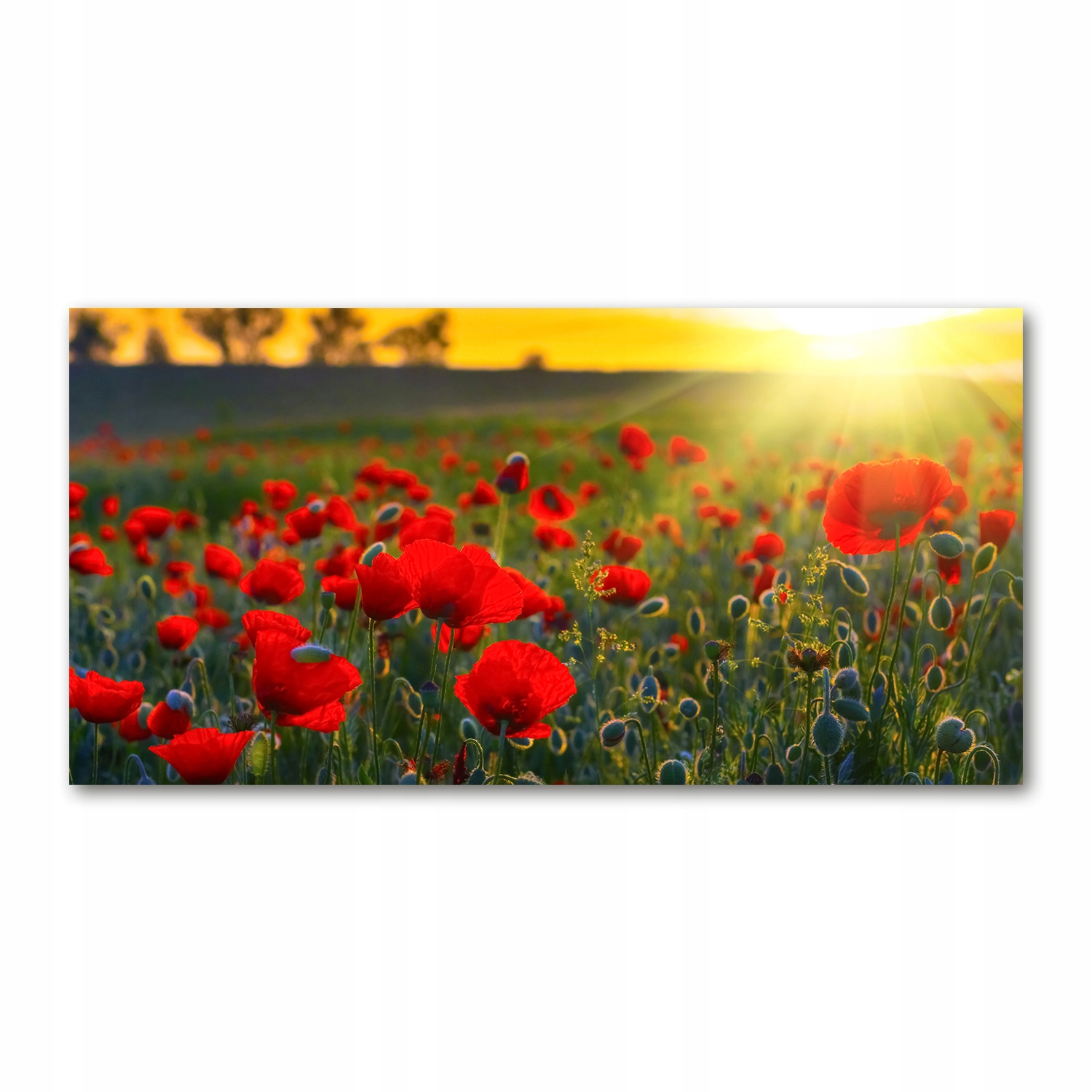 

Foto obraz na szkle akrylowym Pole maków 120X60 cm