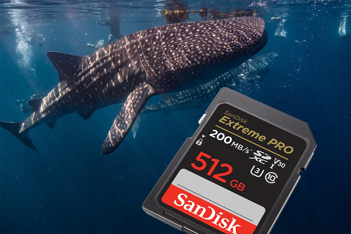 Karta pamięci SANDISK Extreme PRO SDXC 512GB Typ karty SDXC