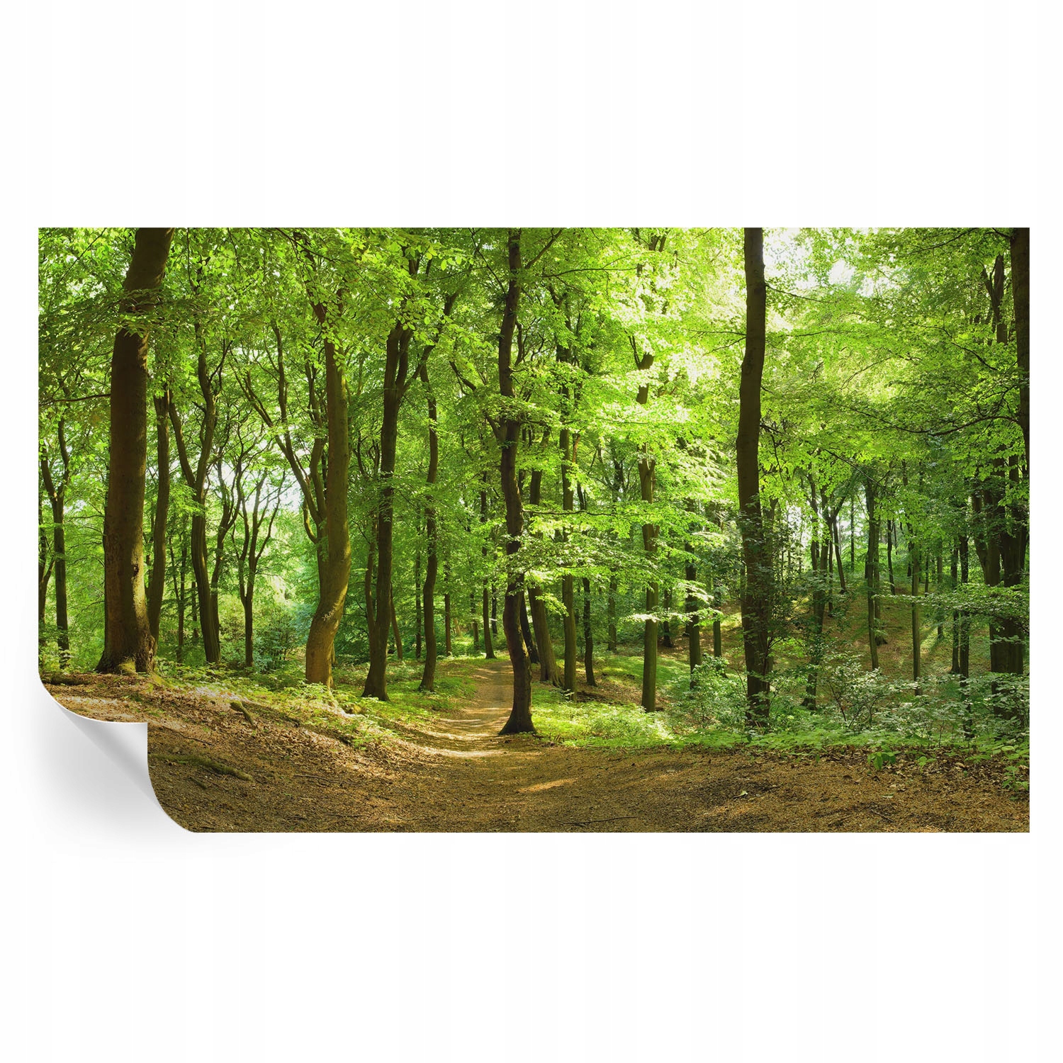 Dekorativní fototapeta Samolepicí dýha Přírodní cesta 416 x 254 cm