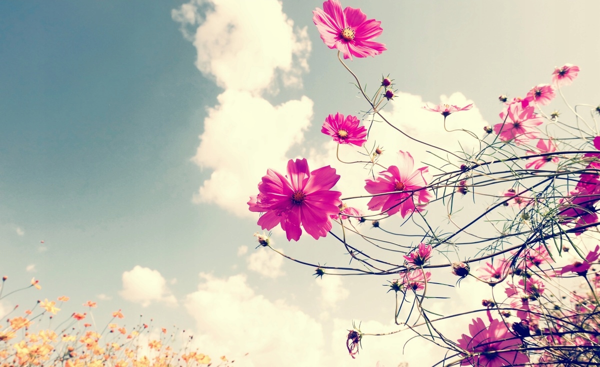 

Tapeta flizelinowa Kwiaty kosmos 416x254