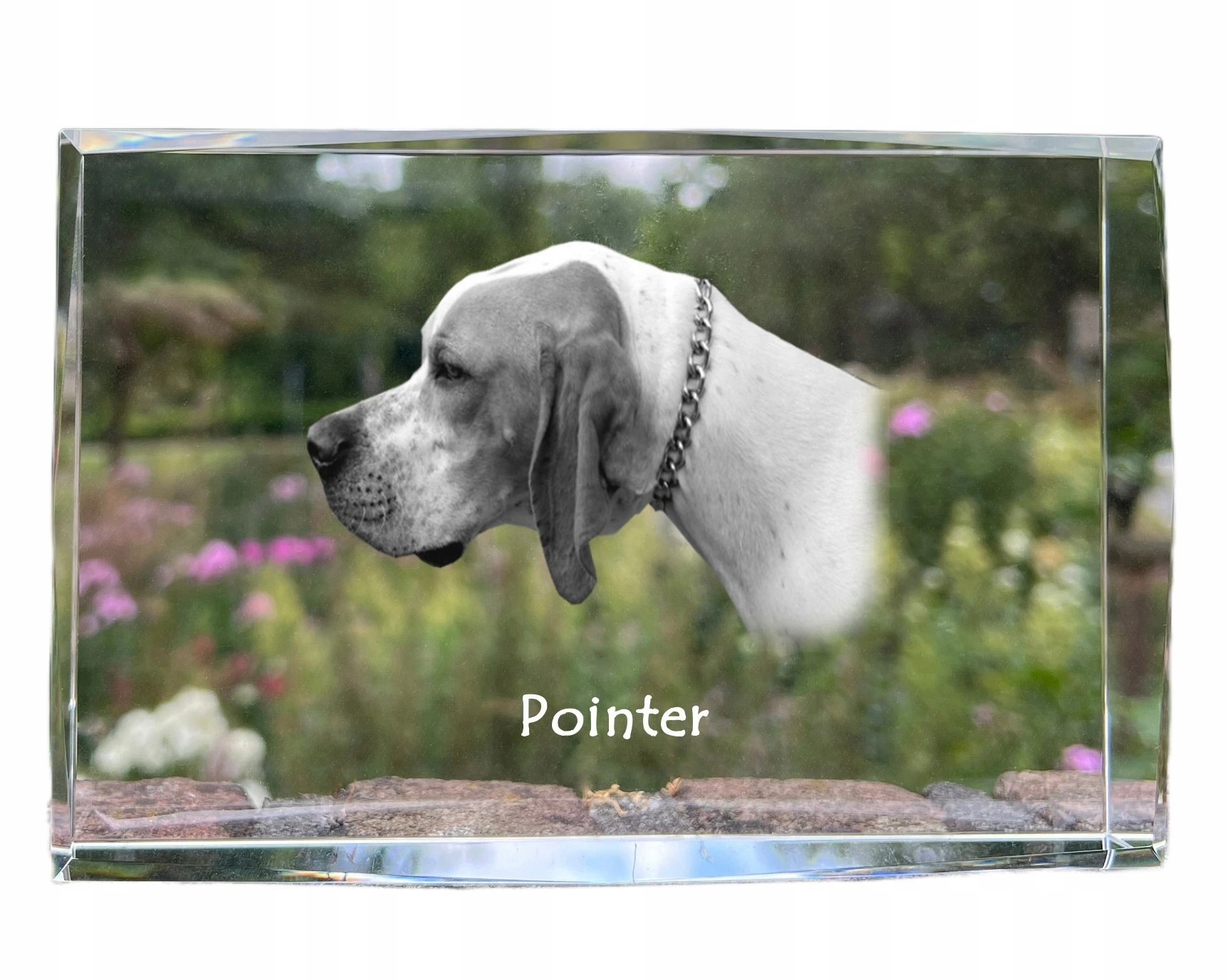 Pointer foto psa v kryštáli, suvenír, trofej, poďakovanie