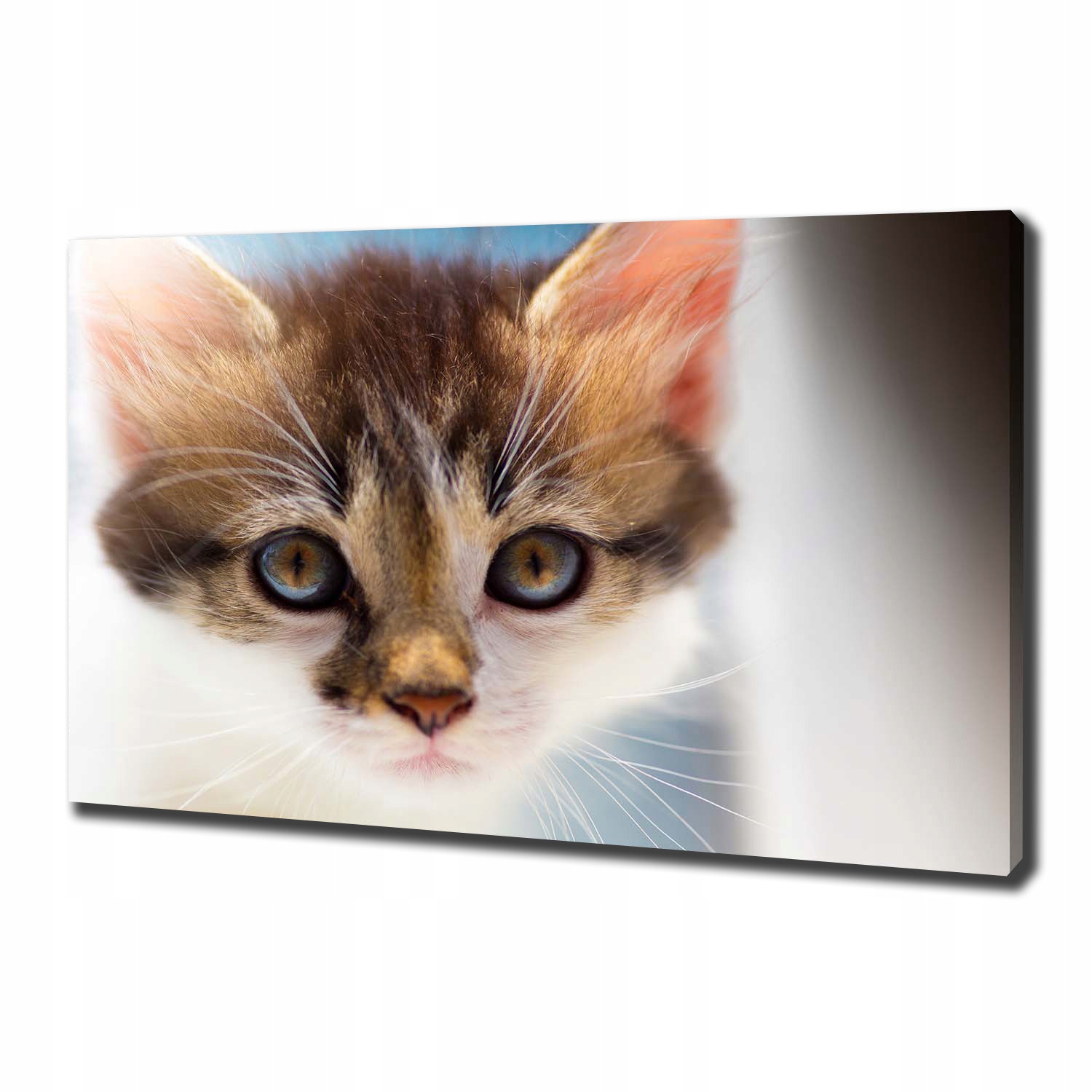 

Foto obraz canvas na ścianę Mały kot 100x70 cm