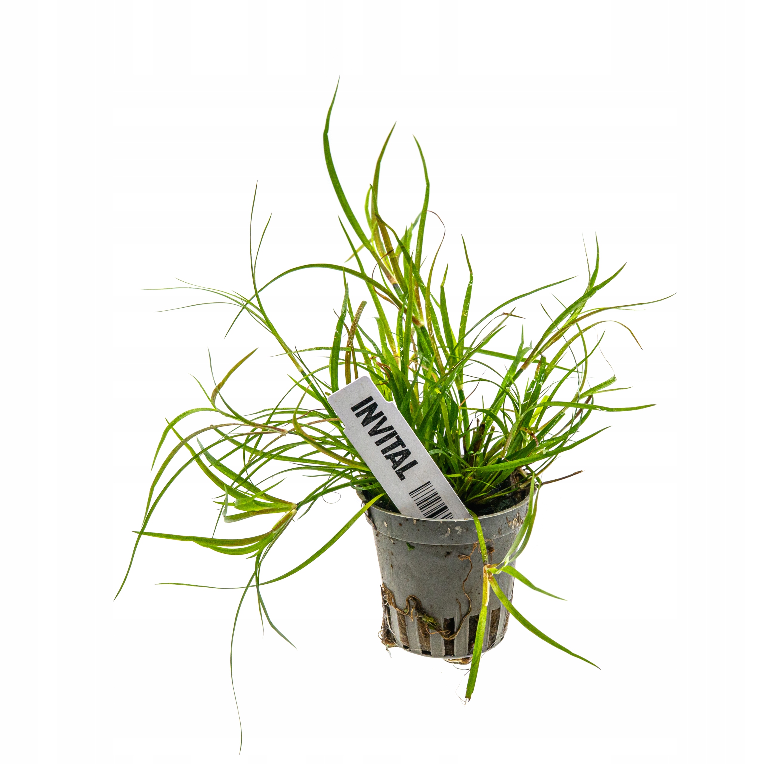 INVITAL Juncus repens koszyk Ø 5,5 cm