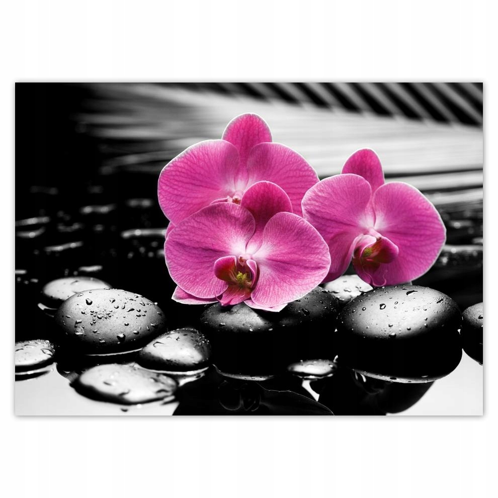 

Naklejki 70x50 Fioletowy oleander