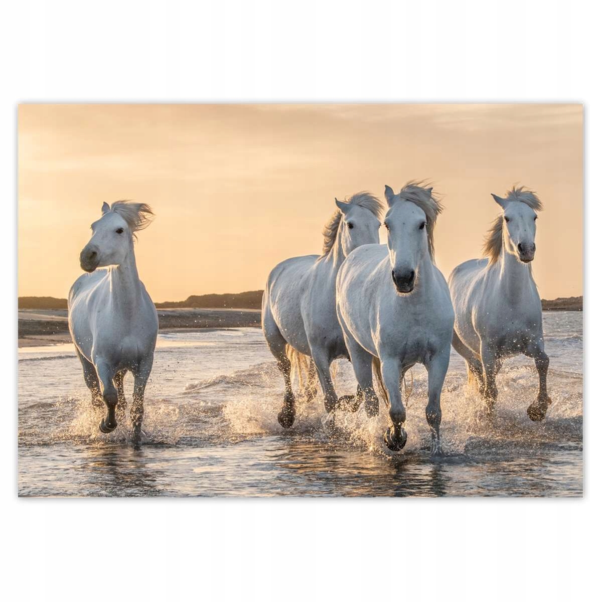 Fototapety 416x290 Divoké kone Wild Horses