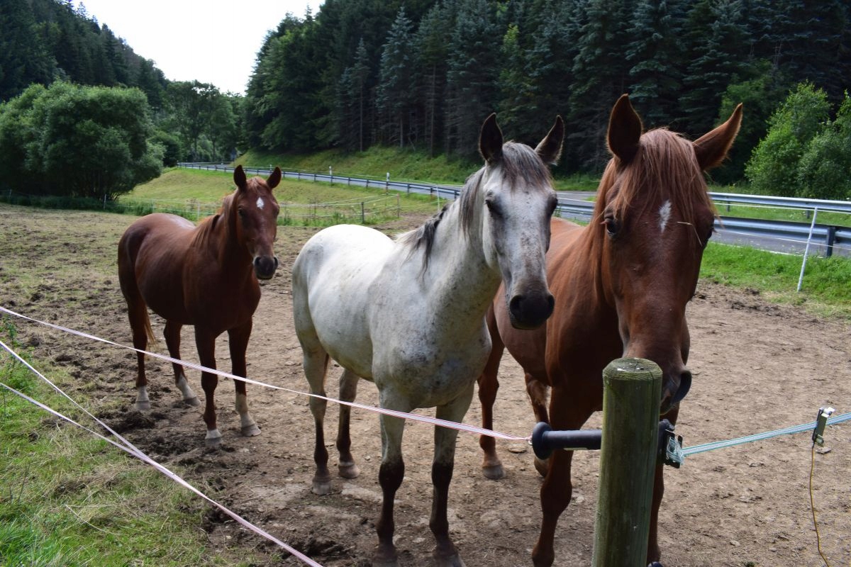 100X IZOLATOR DO TAŚMY Z NAKRĘTKĄ DO SŁUPKÓW NAKRĘCANY PALIKI PASTUCH KONI EAN (GTIN) 5902288241777