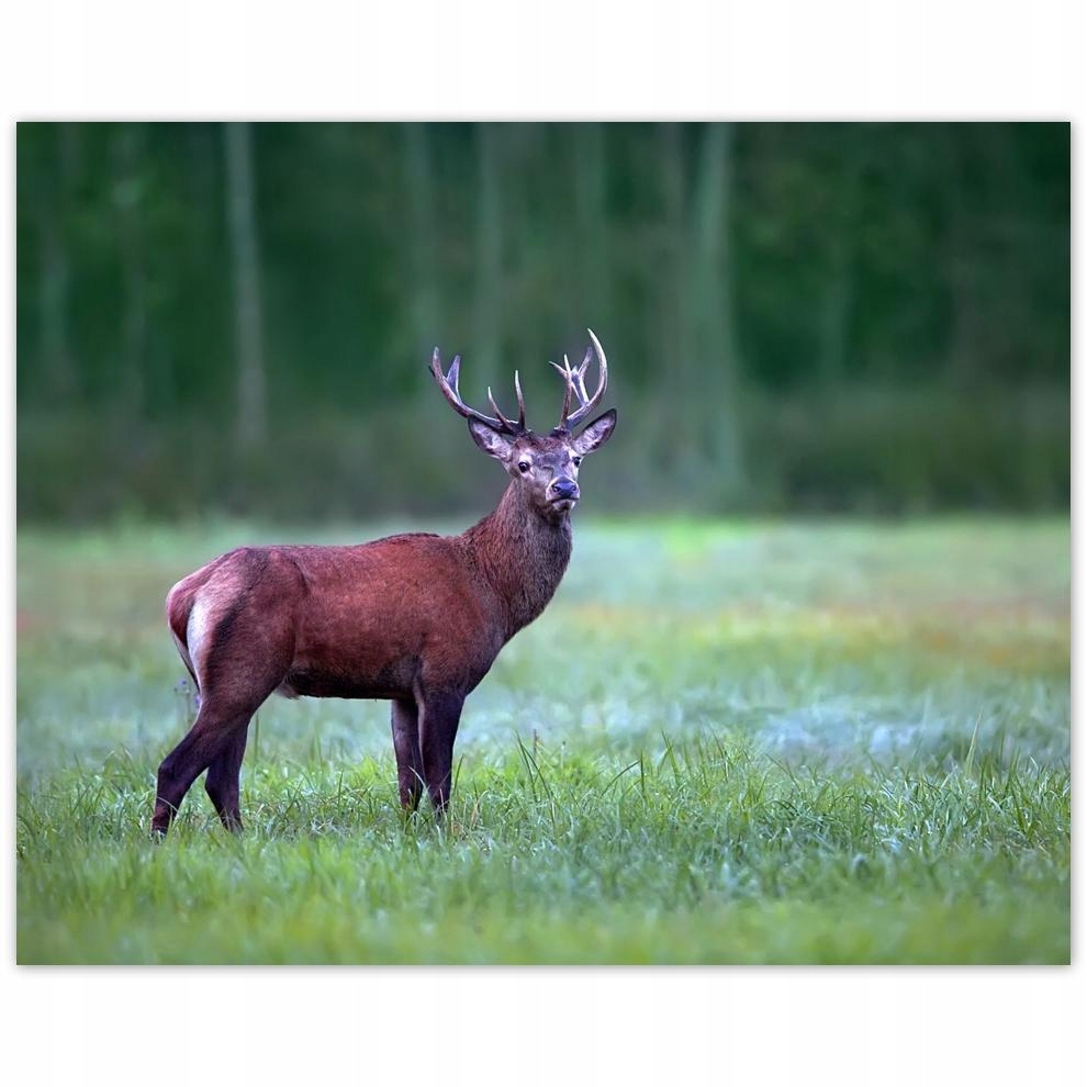 

Plakat 50x40 Jeleń Jelenie Las Pejzaż