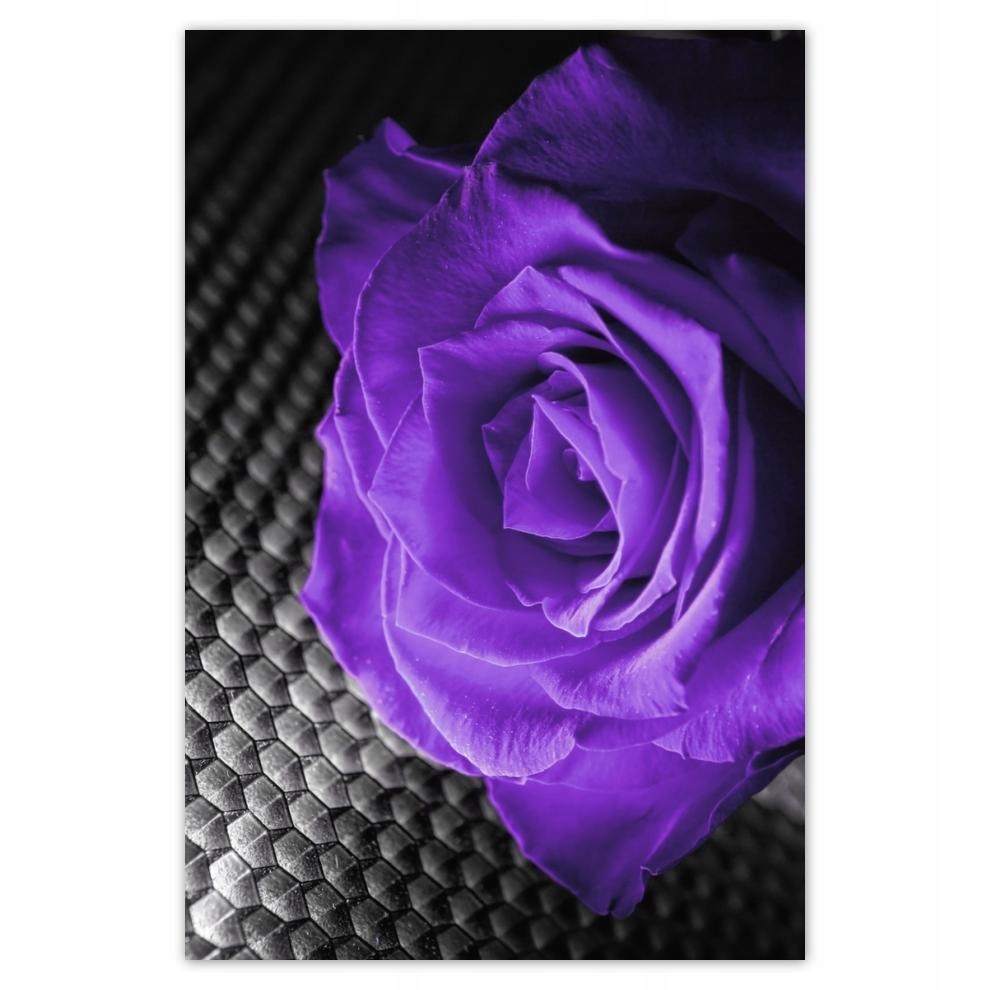 

Plakat 62x93 Fioletowa róża