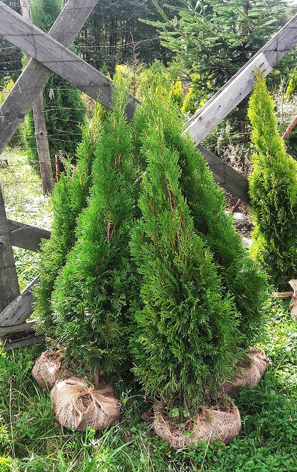 Pakiet tuja SZMARAGD wysokość 120-130 cm - 20 szt. — 10