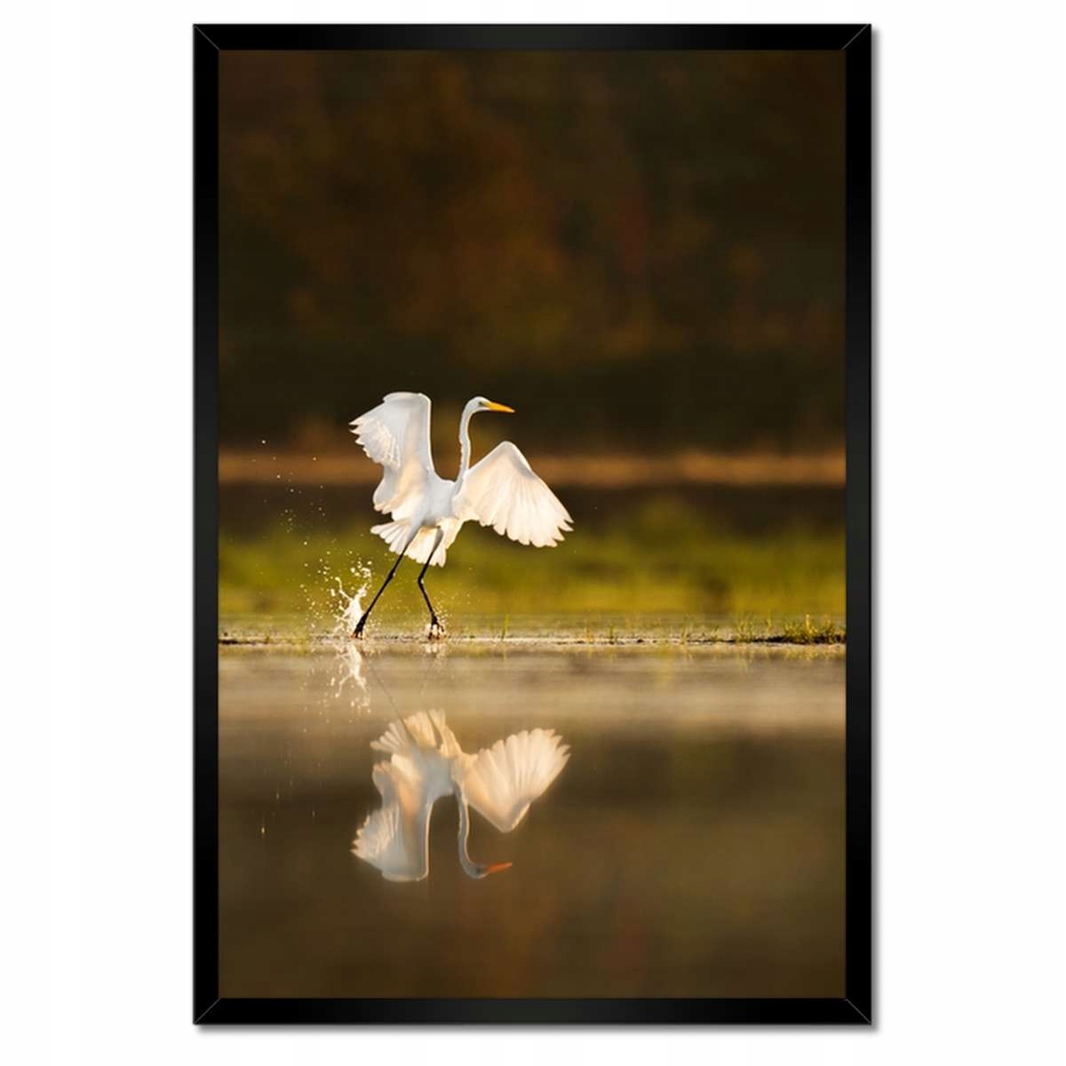 Plakáty v rámu 40x60 Ptáci