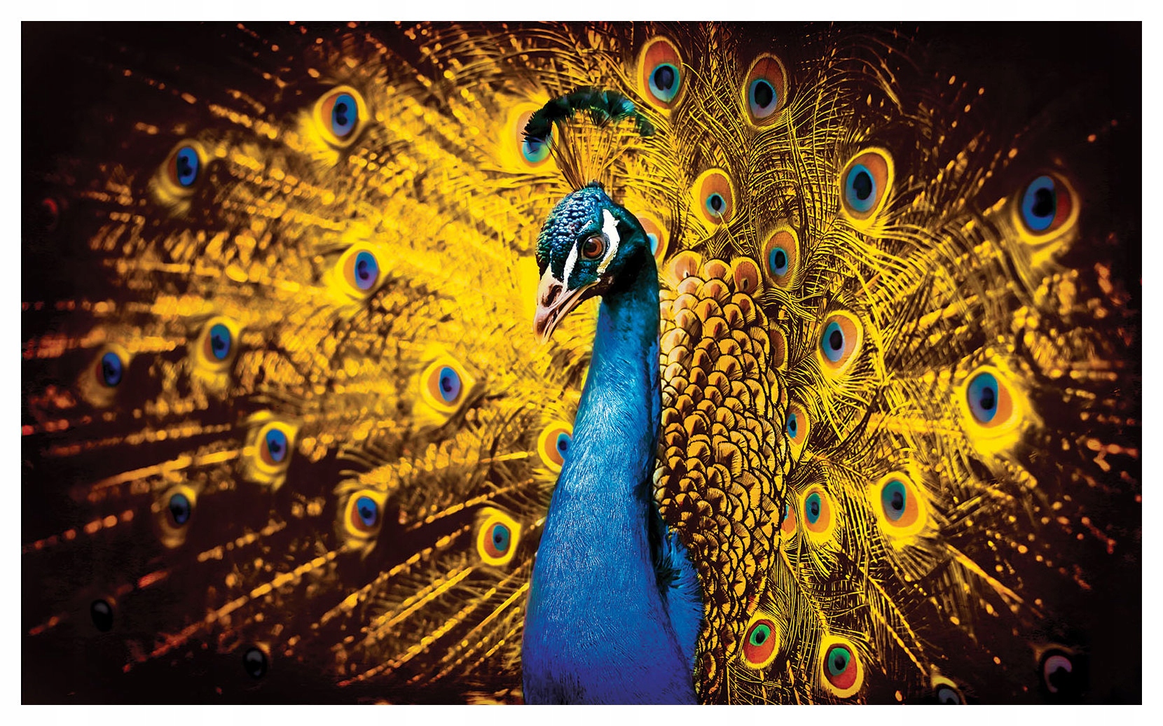 Fototapeta Flizelina Páv Světle Modrá a zlatá Elegance na zdi 200x140 lepidlo