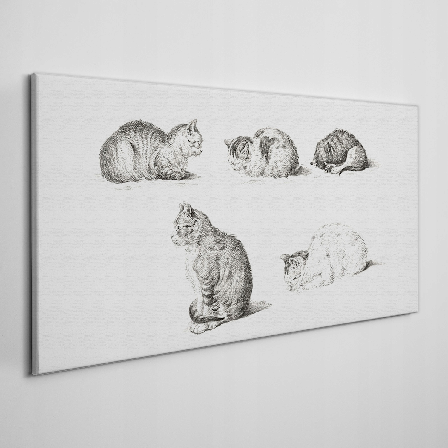 

Obraz ścienny na płótnie Zwierzęta koty 140x70 cm