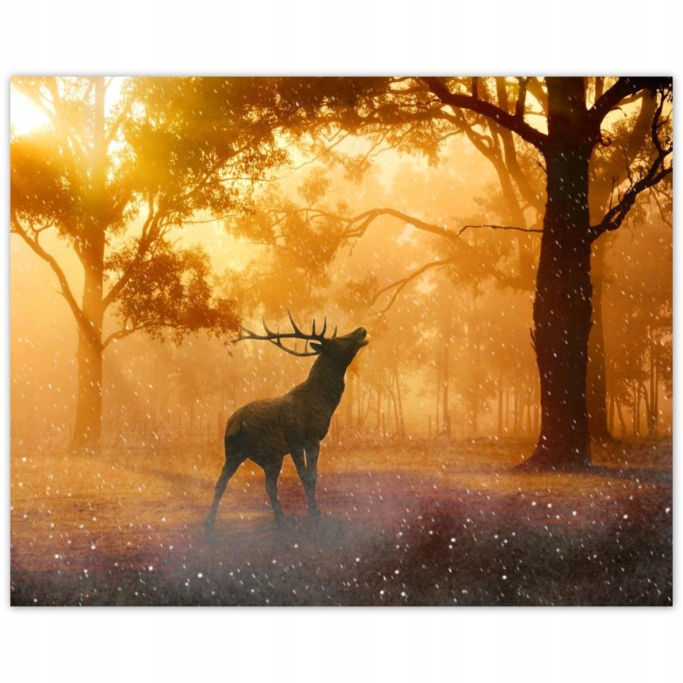 

Plakat 50x40 Jeleń w lesie