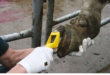 Sada Na Korekci Racic Pro Dobytek Walkease Roz.l 10 Ks Kerbl