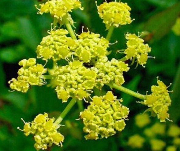 LUBCZYK OGRODOWY PRZYPRAWA DO ZUP NATURALNE MAGGI AFRODYZJAK NASIONA