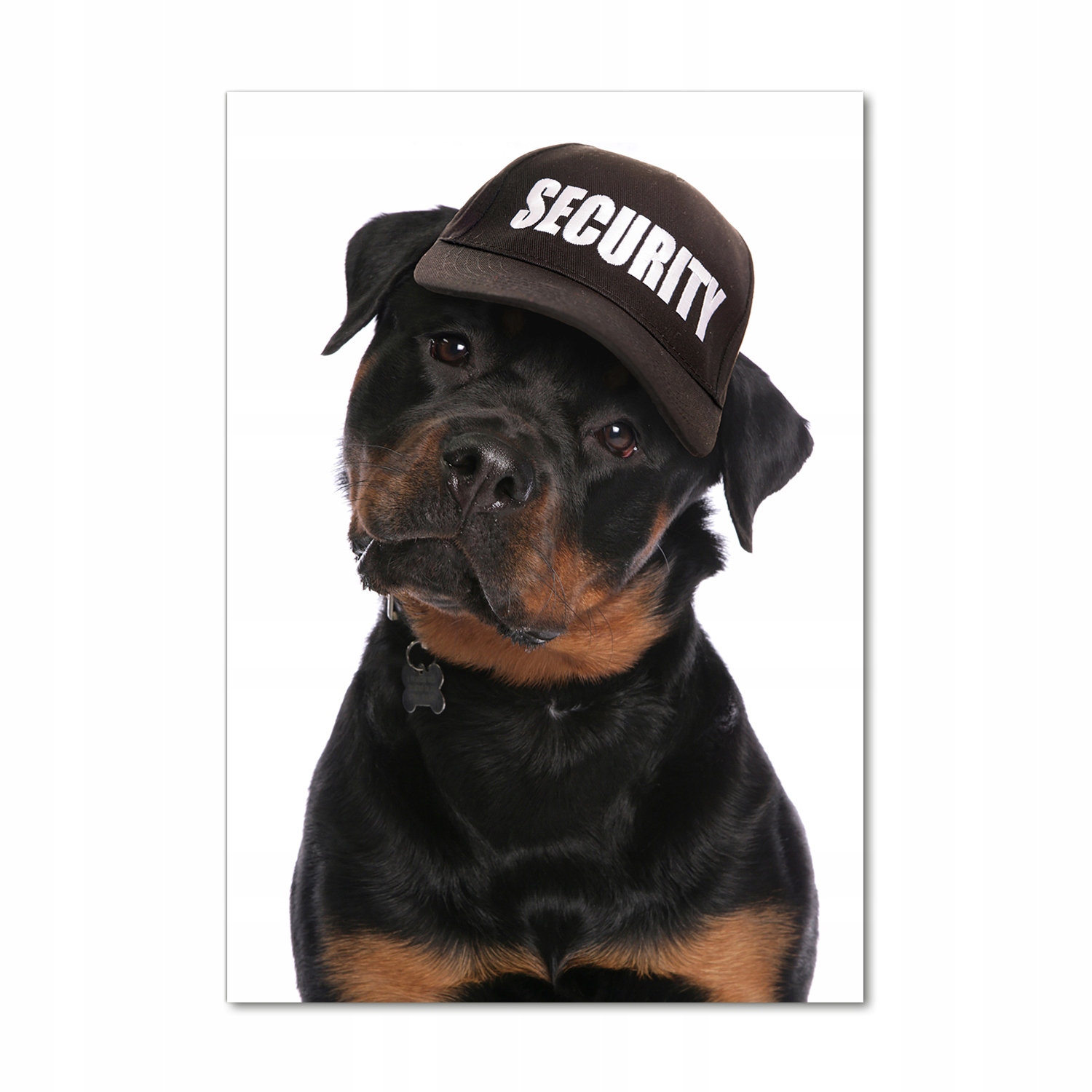 

Foto obraz akrylowy Rottweiler w czapce 70x100cm