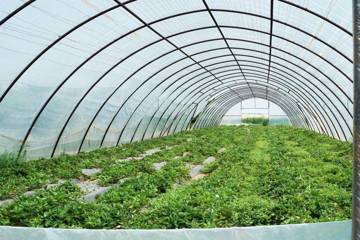 FOLIA OGRODNICZA TUNELOWA szklarnia tunel na warzywa UV 4-SEZONOWA 8x5m Szerokość produktu 500 cm