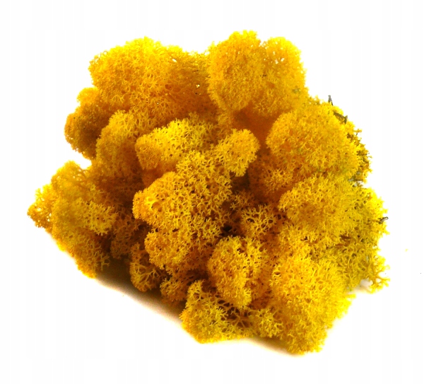 Mech ozdobny CHROBOTEK RENIFEROWY 200g Yellow Marka MyFlowers