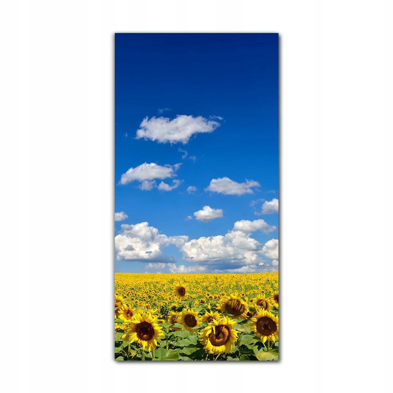 

Obraz na szkle na ścianę 70x140 Pole słoneczniki