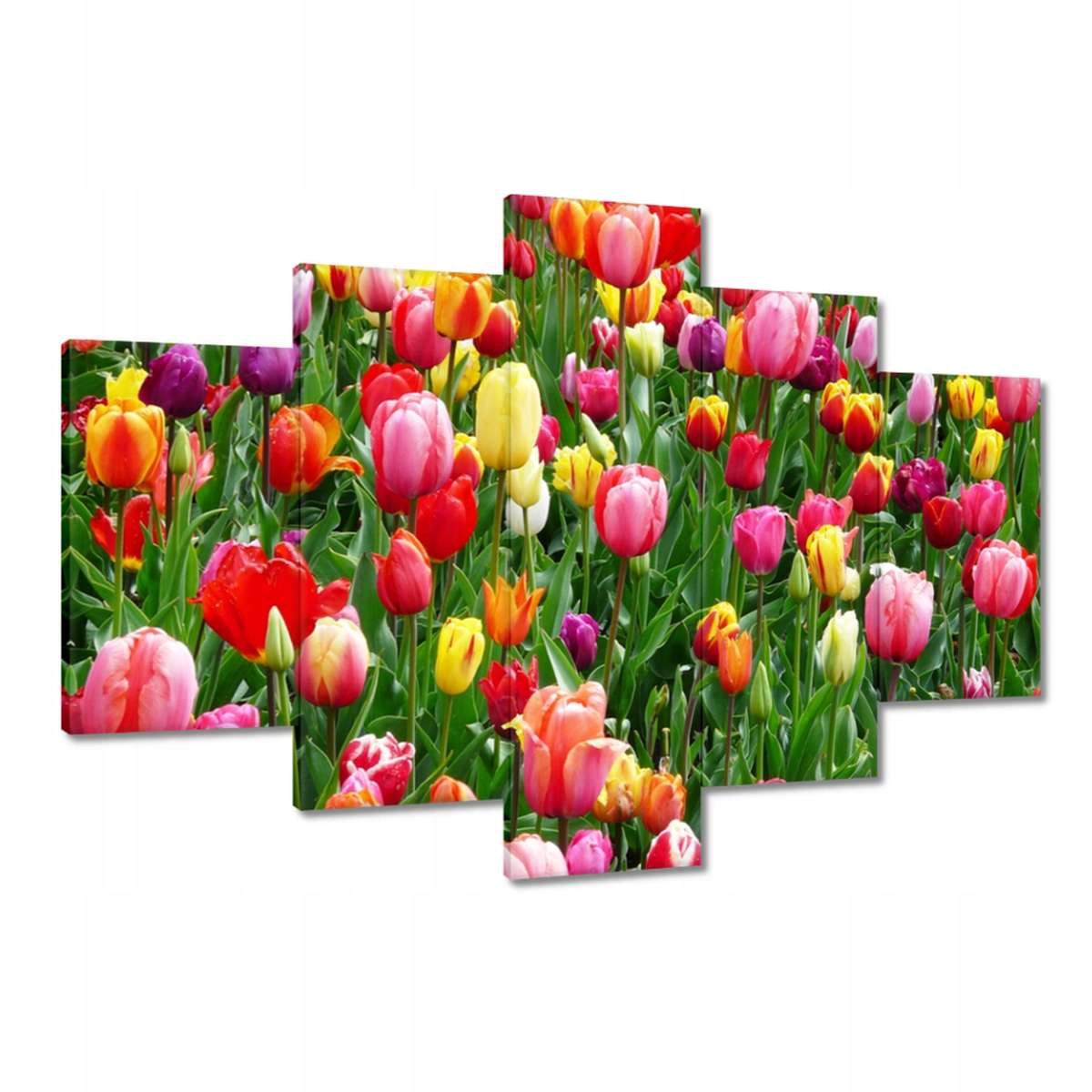 Obrazy 120x80 Barevné tulipány na louce