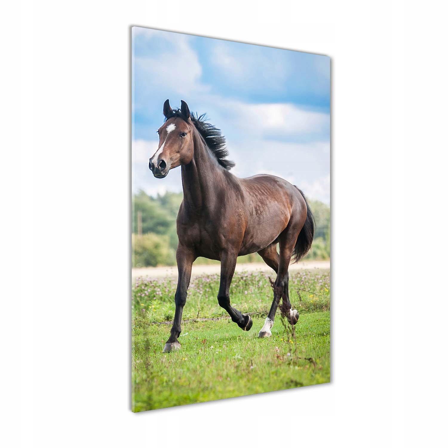 

Nowoczesny fotoobraz akrylowy Koń na polu 70x140cm