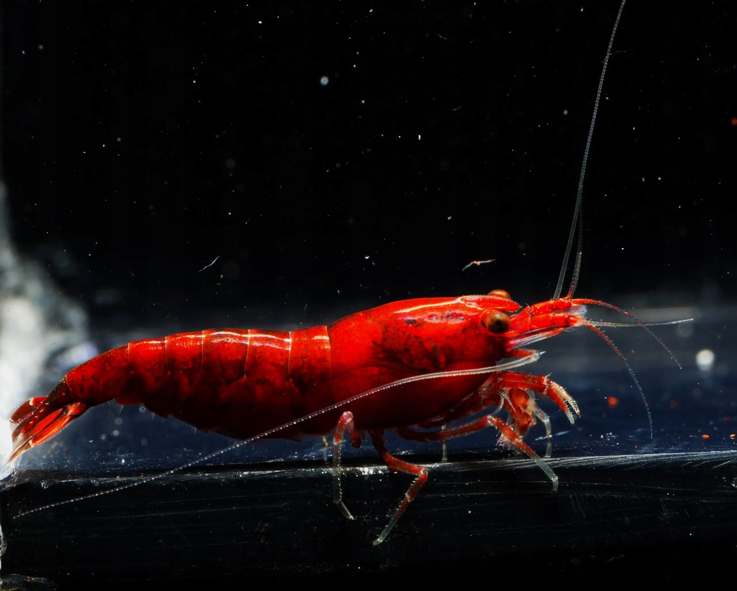 Krewetki Neocaridina Dark Bloody Mary