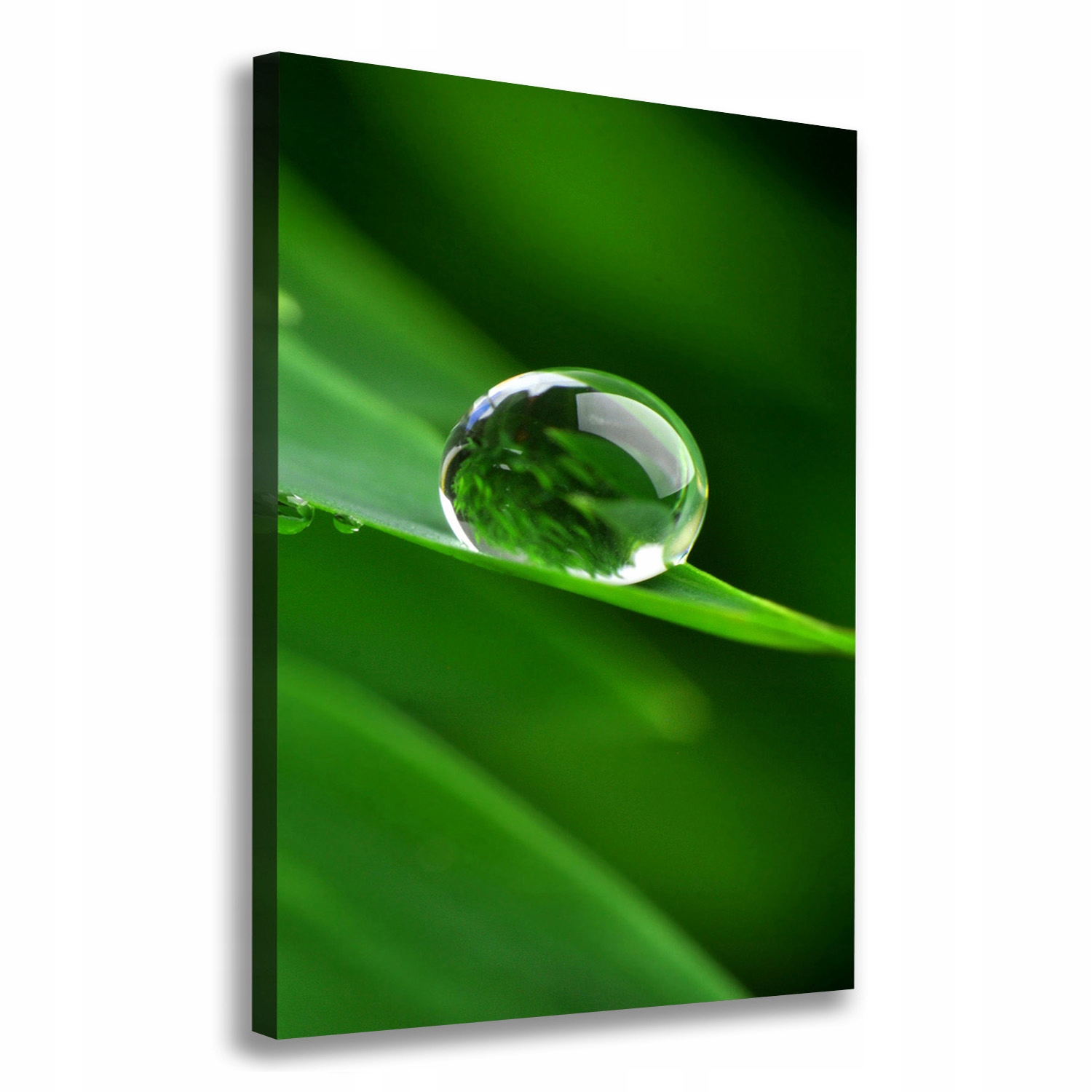 

Foto obraz canvas do salonu Źdźbło trawy 70x100