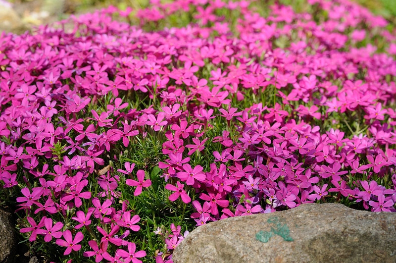 Floks Douglasa 'Crackerjack' - Phlox douglasii