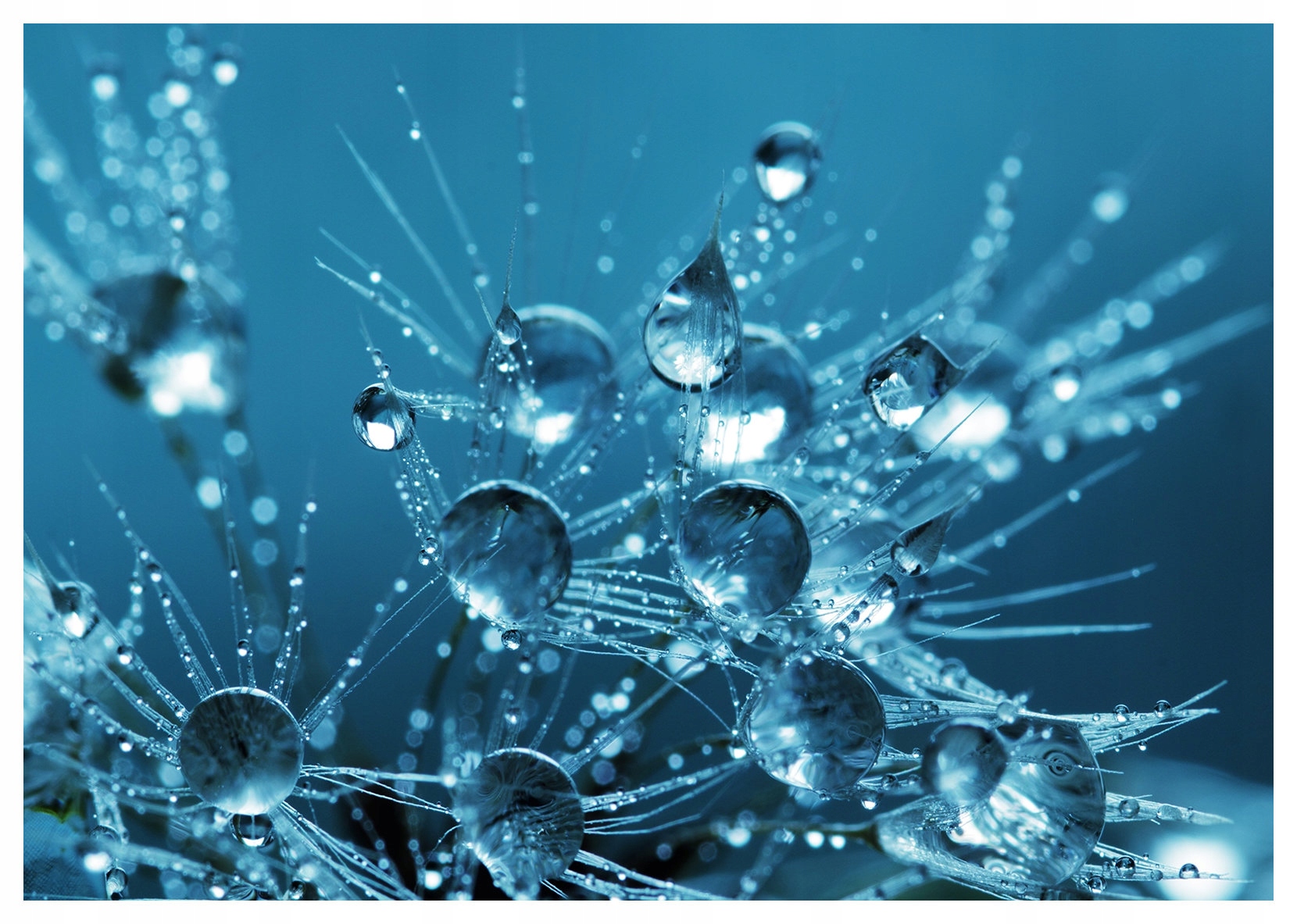 Fototapeta Rosa na rastlinách Modrá mágia 368x254 vinylová lepidlo