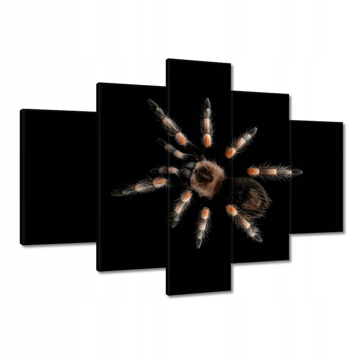 Obrazy 150x105 Velká tarantule pavouk
