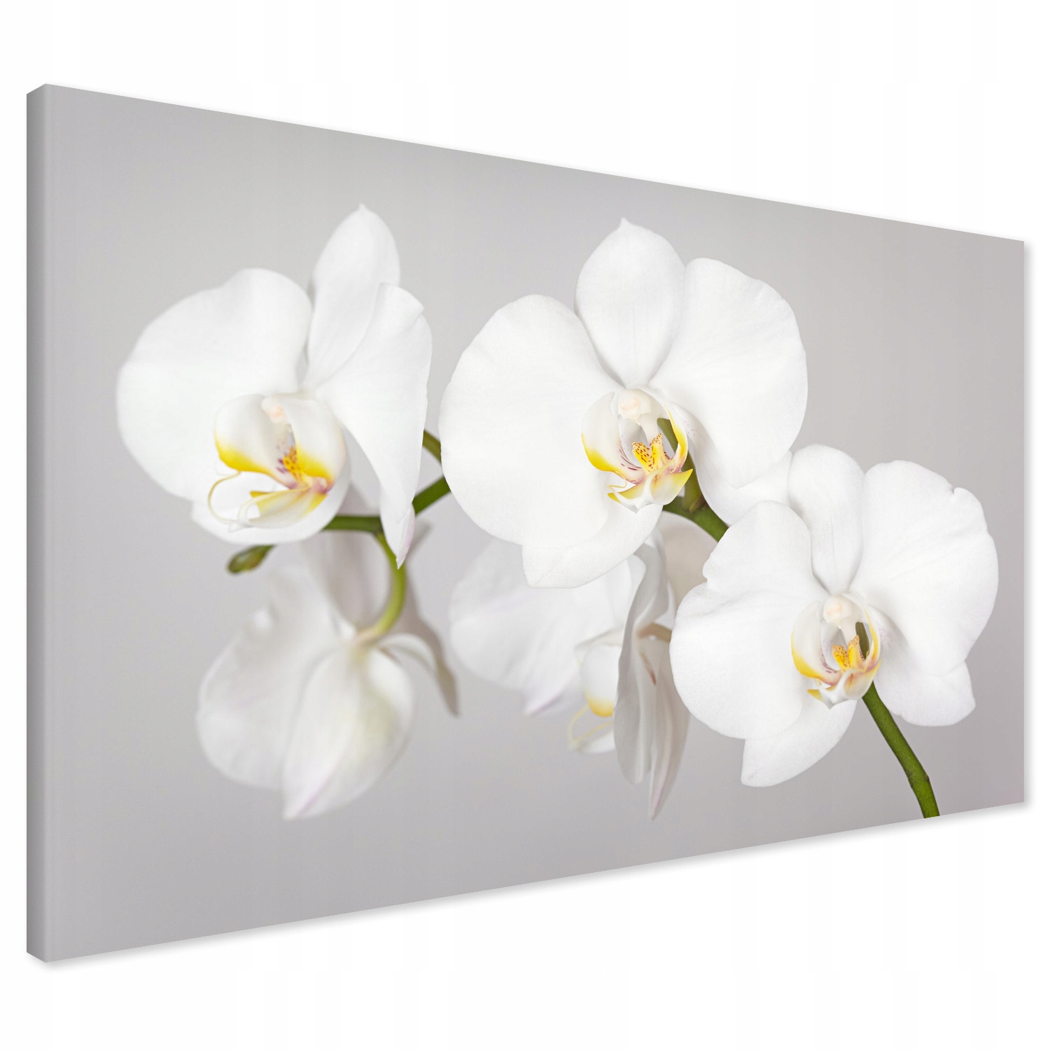 

Obraz na płótnie orchidea kwiat 100x70