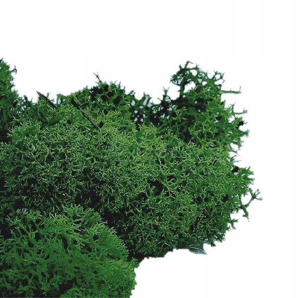 

Mech Naturalny Chrobotek Reniferowy Ciemna Zieleń