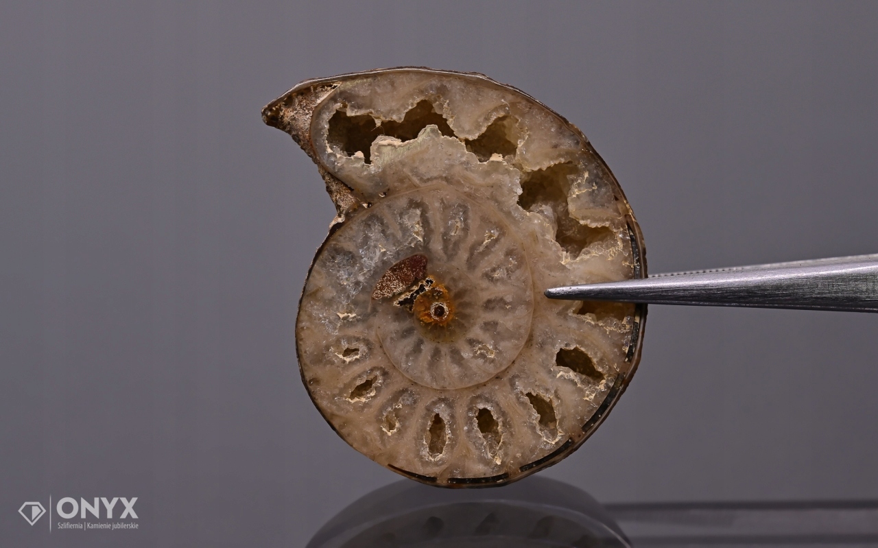 Amonit z Madagaskaru nepravidelný 36x29 mm