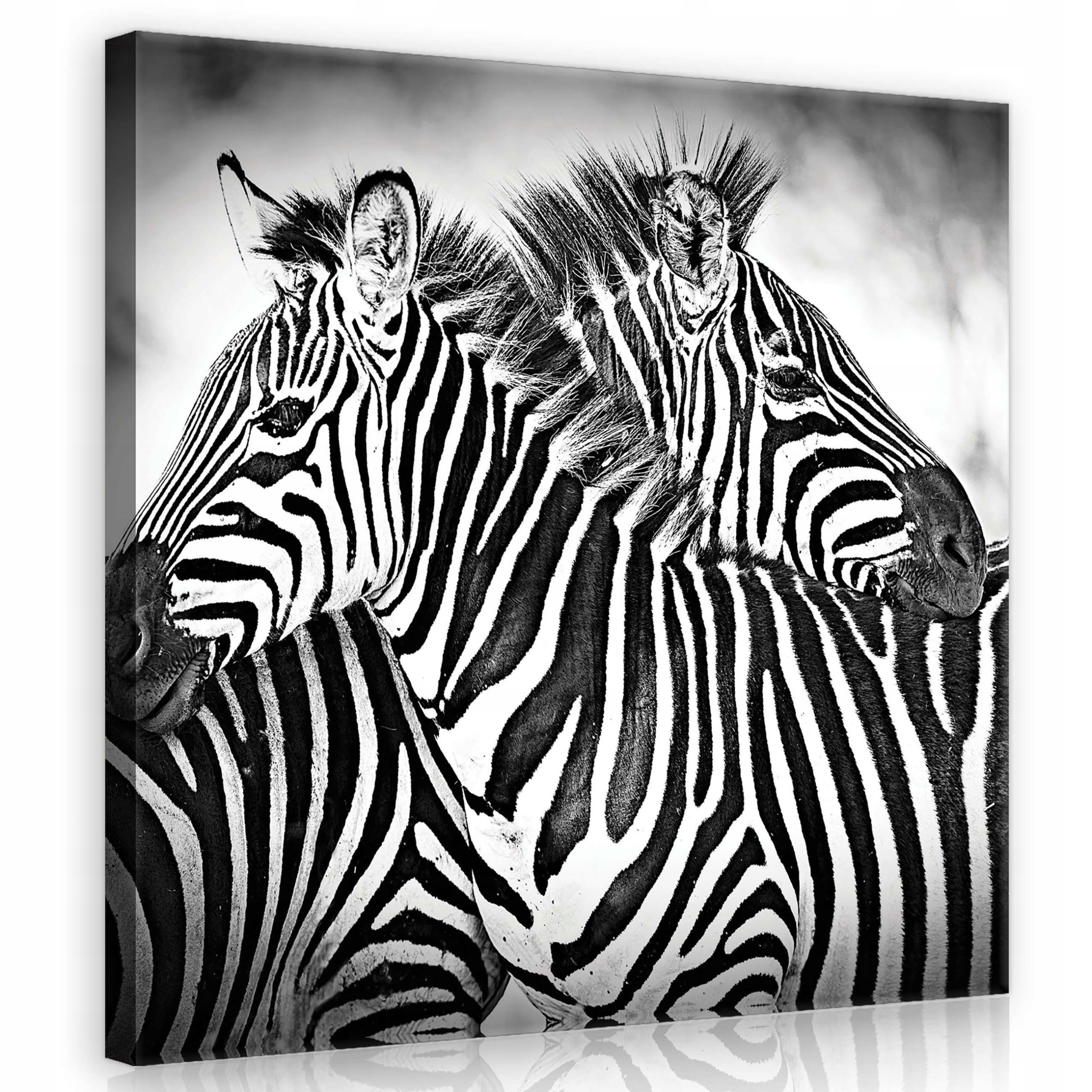 Obraz 80x80 Zebra v objetí přírody Monochromatická krása Loft Kancelář