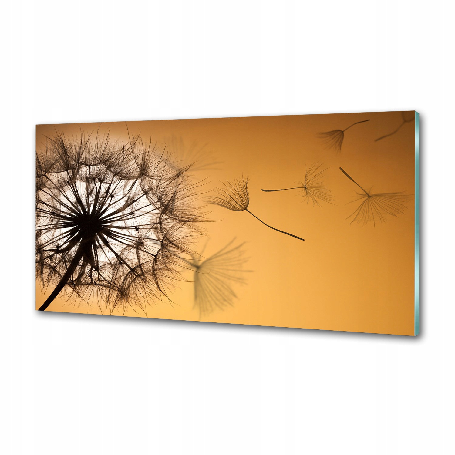 Dekorativní panel sklo Pampeliška 100 x 50 cm Lepidlo