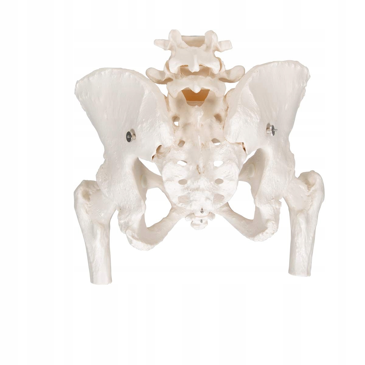 3B SCIENTIFIC Model Miednicy Kobiety Z Aplikacją Smart Anatomy — miniatura 4