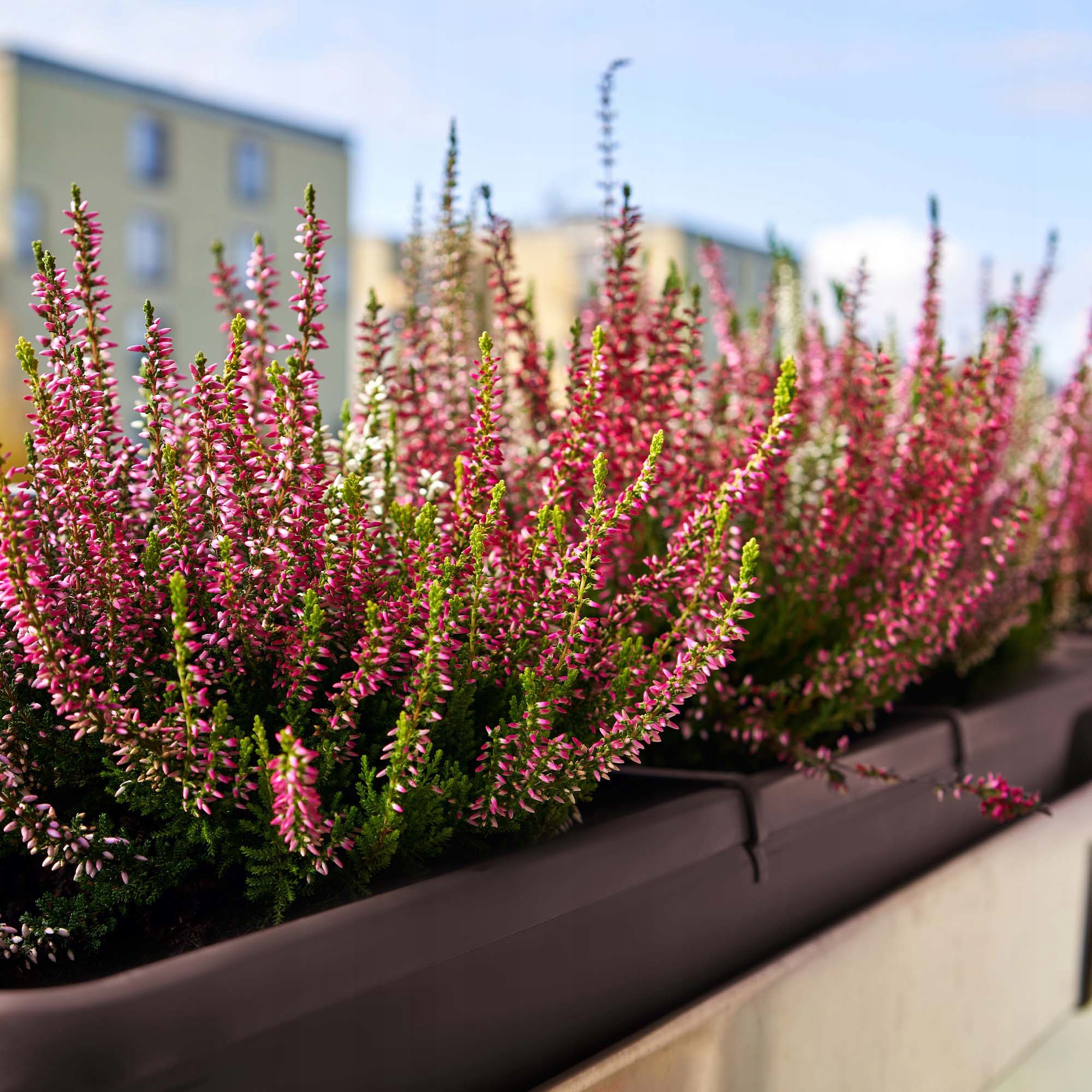 SKRZYNKA BALKONOWA DONICZKA 40cm + PODSTAWKA Marka Kadax