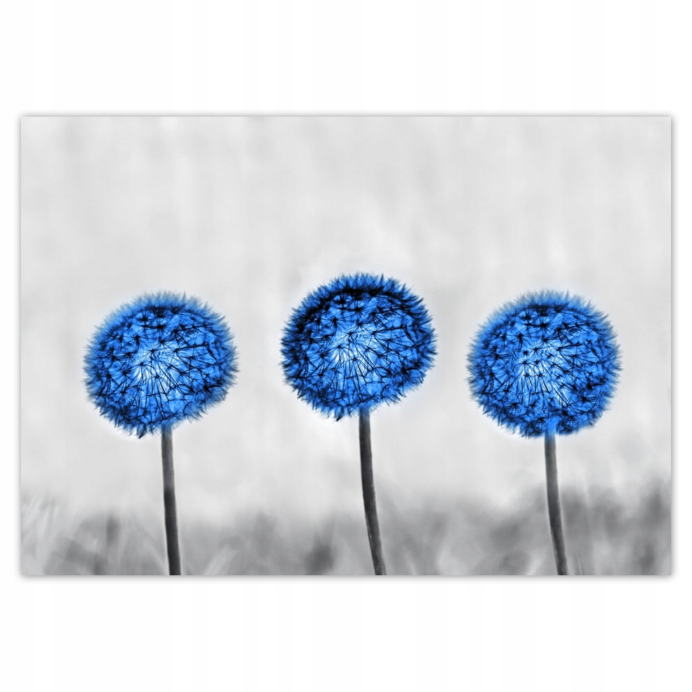

Fototapety flizelina 208x146 Niebieskie dmuchawce