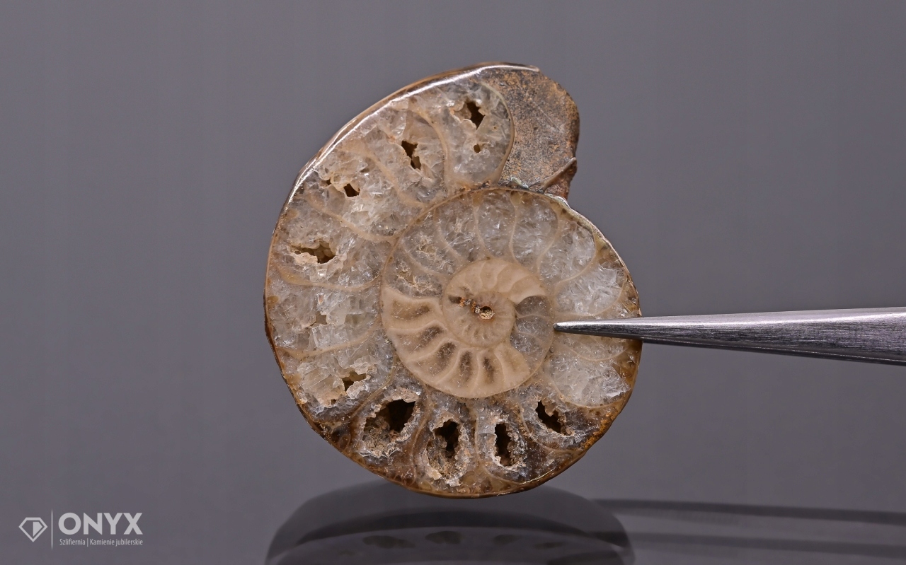 Amonit z Madagaskaru nepravidelný 38x32 mm