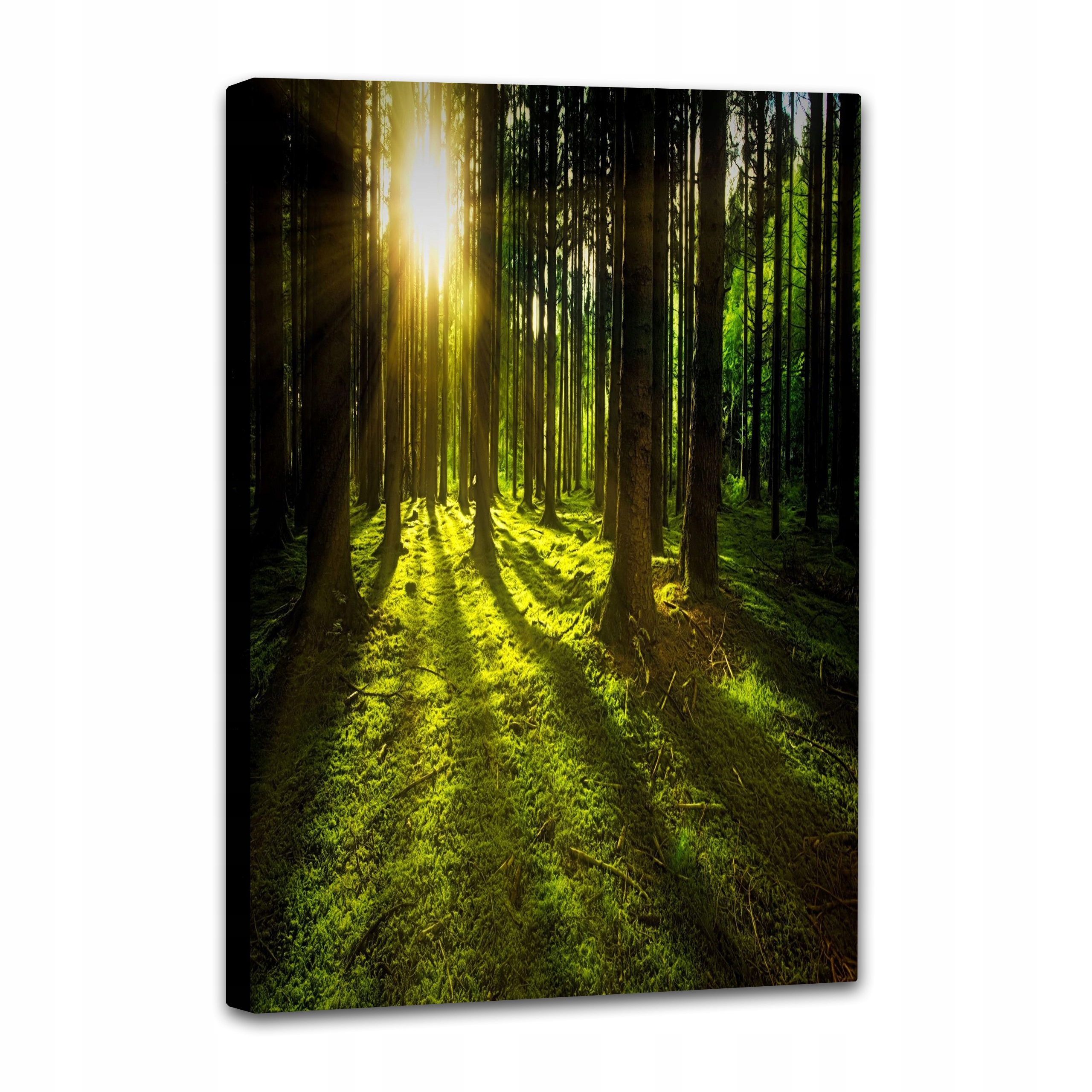 Obraz Na Płótnie Do Salonu Wielki Słoneczny Blask W Lesie 100x150