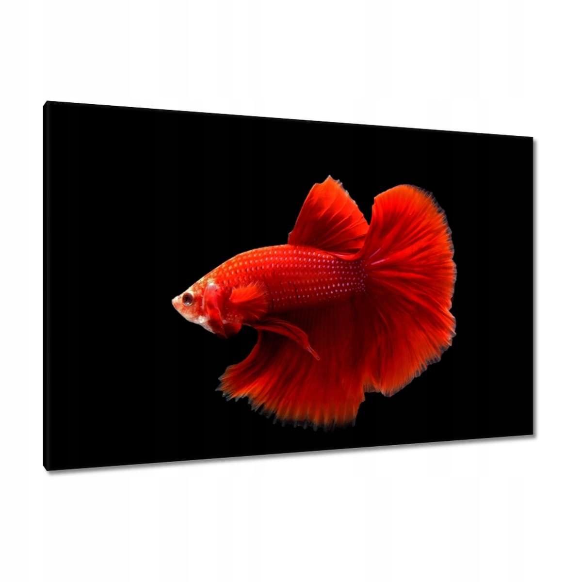 Obrazy 120x80 Červený bojovník rybka