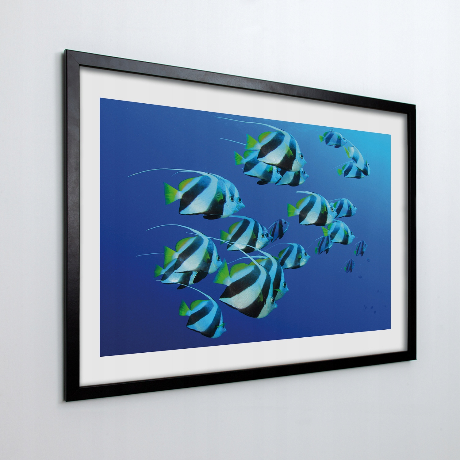 Fotoobraz v rámu na zeď Kolín ryb 100x70 cm