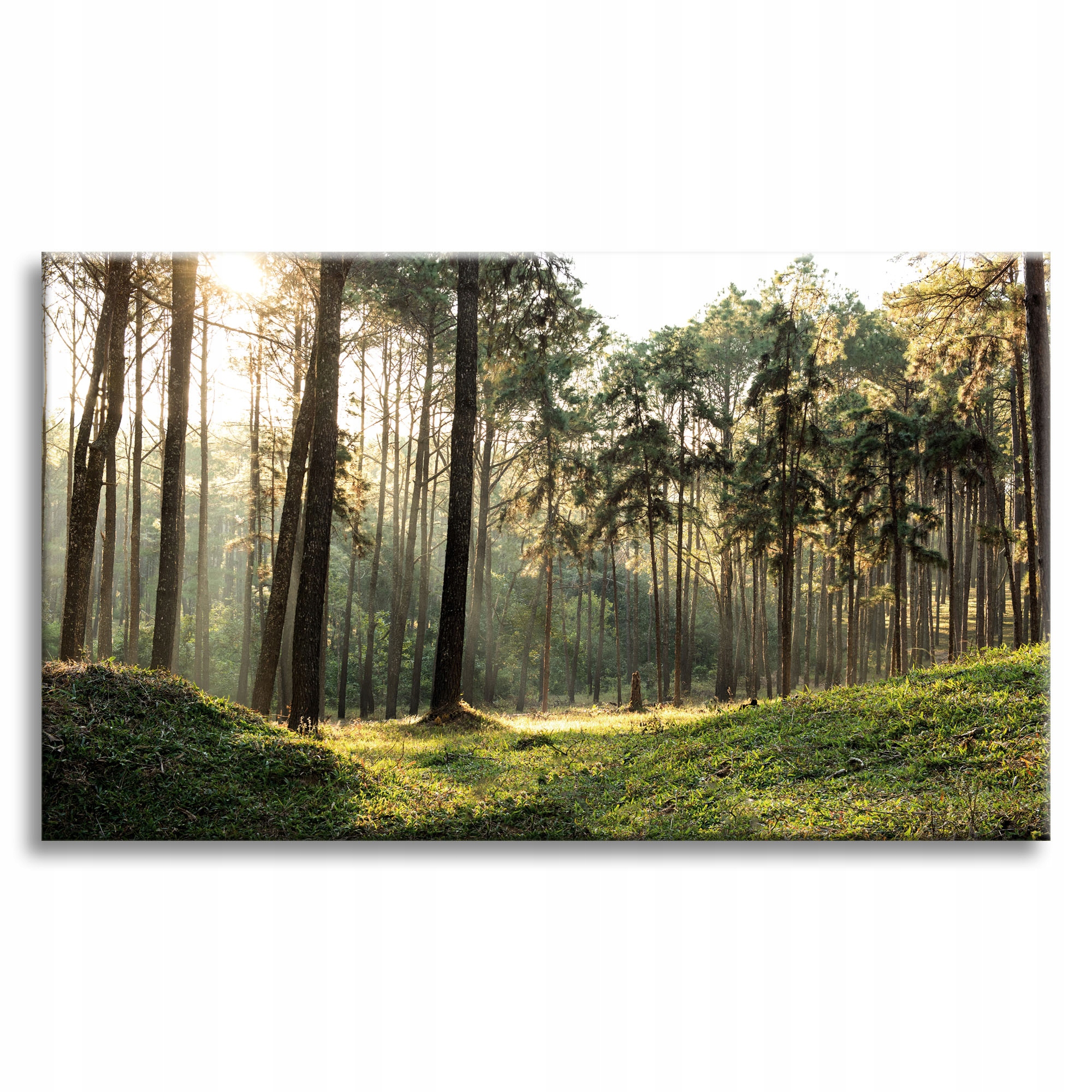 Obraz na plátně Les Stromy Slunce Příroda 90x60 cm Ideální jako dárek